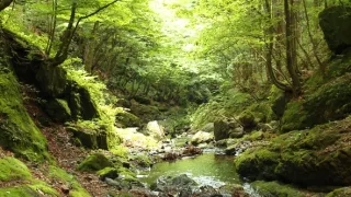 Kráľovstvo divočiny: Letná príroda v Okutame