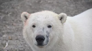 Zázračná planéta: Veľké hody ľadového medveďa