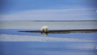 Zázračná planéta: Veľké hody ľadového medveďa