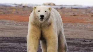 Zázračná planéta: Veľké hody ľadového medveďa