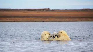 Zázračná planéta: Veľké hody ľadového medveďa