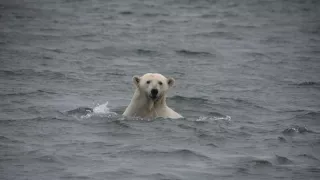 Zázračná planéta: Veľké hody ľadového medveďa
