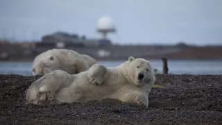 Zázračná planéta: Veľké hody ľadového medveďa