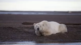 Zázračná planéta: Veľké hody ľadového medveďa
