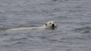 Zázračná planéta: Veľké hody ľadového medveďa