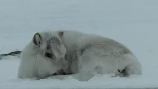 Zimný rozprávkový svet prírody