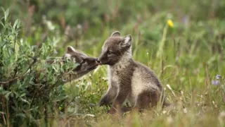Americká Arktída - ohrozená krajina