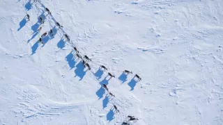 Americká Arktída - ohrozená krajina