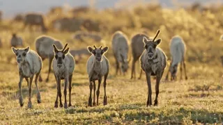 Americká Arktída - ohrozená krajina