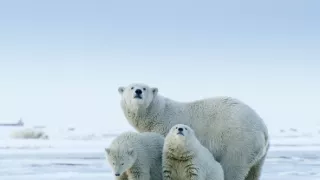 Americká Arktída - ohrozená krajina