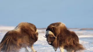 Americká Arktída - ohrozená krajina