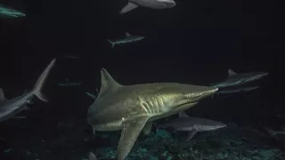 Dobrodružstvo s kŕdľom sedemsto žralokov