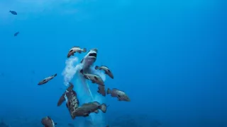 Dobrodružstvo s kŕdľom sedemsto žralokov