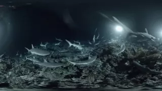 Dobrodružstvo s kŕdľom sedemsto žralokov