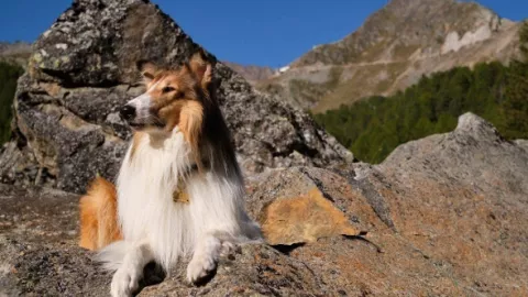 Lassie - Állati mentőakció