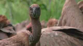 Velkolepá příroda Afriky