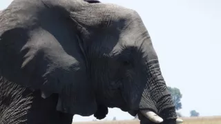 Sloni zblízka (2/2)