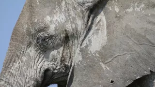 Sloni zblízka (2/2)