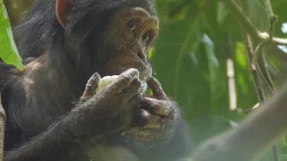 Jane Goodallová: Nádej (1)