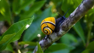 Život vo farbe s Davidom Attenboroughom (2)