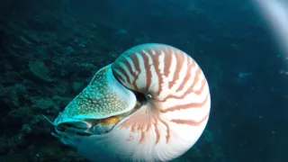 Najbizarnejší obyvatelia morí (1)