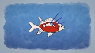 Čo vedia ryby