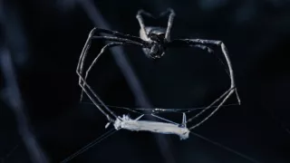 Prečo ich máme radi
