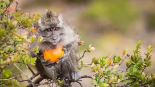 Trabantom z Austrálie do Ázie (9)