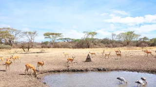 Napájadlo - africká zvieracia oáza (1/3)