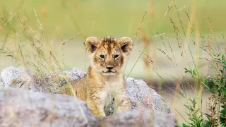 Napájadlo - africká zvieracia oáza (1/3)