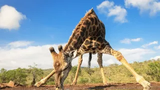 Napájadlo - africká zvieracia oáza (1/3)