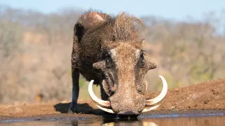 Napájadlo - africká zvieracia oáza (1/3)