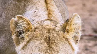 Napájadlo - africká zvieracia oáza (1/3)