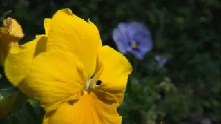 Tajomstvá Vatikánu (5/5)