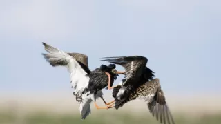 Pytačky vo svete zvierat (1/5)