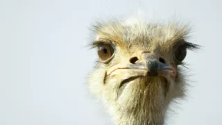 Pytačky vo svete zvierat (1/5)