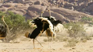 Pytačky vo svete zvierat (1/5)