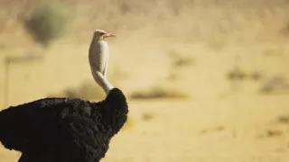 Pytačky vo svete zvierat (1/5)