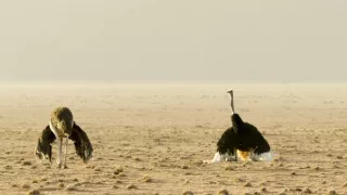 Pytačky vo svete zvierat (1/5)