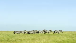 Pytačky vo svete zvierat (1/5)