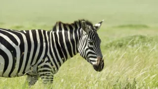 Pytačky vo svete zvierat (1/5)