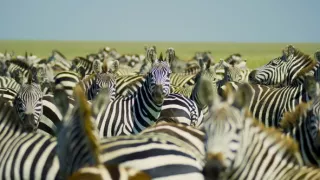 Pytačky vo svete zvierat (1/5)