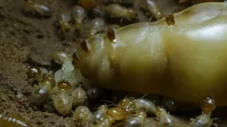 Pytačky vo svete zvierat (1/5)