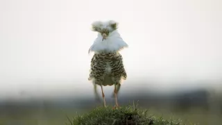 Pytačky vo svete zvierat (1/5)