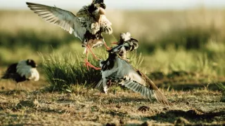 Pytačky vo svete zvierat (1/5)