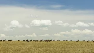 Pytačky vo svete zvierat (1/5)