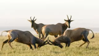 Pytačky vo svete zvierat (1/5)