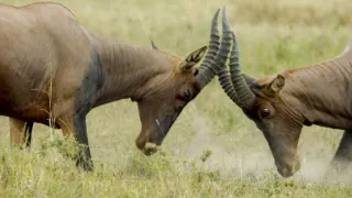 Pytačky vo svete zvierat (1/5)