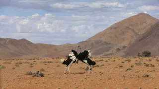 Pytačky vo svete zvierat (1/5)