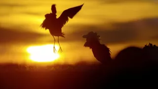 Pytačky vo svete zvierat (1/5)